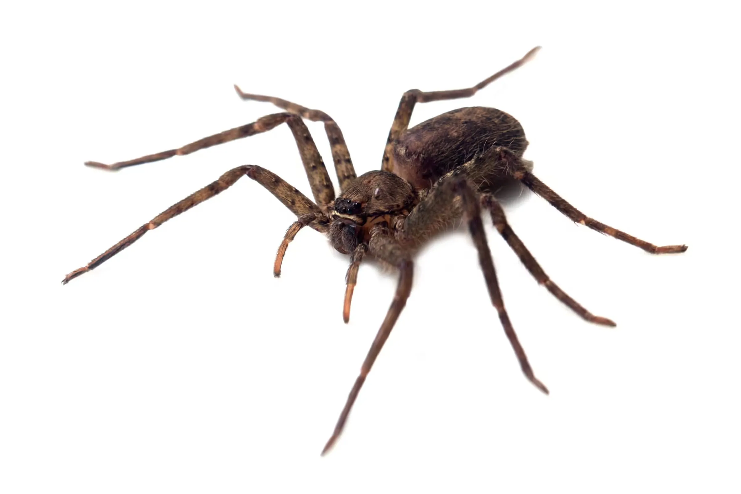 A hobo spider