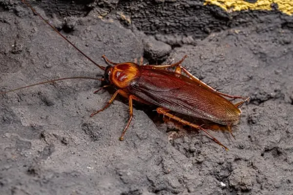 An American cockroach on rough ground