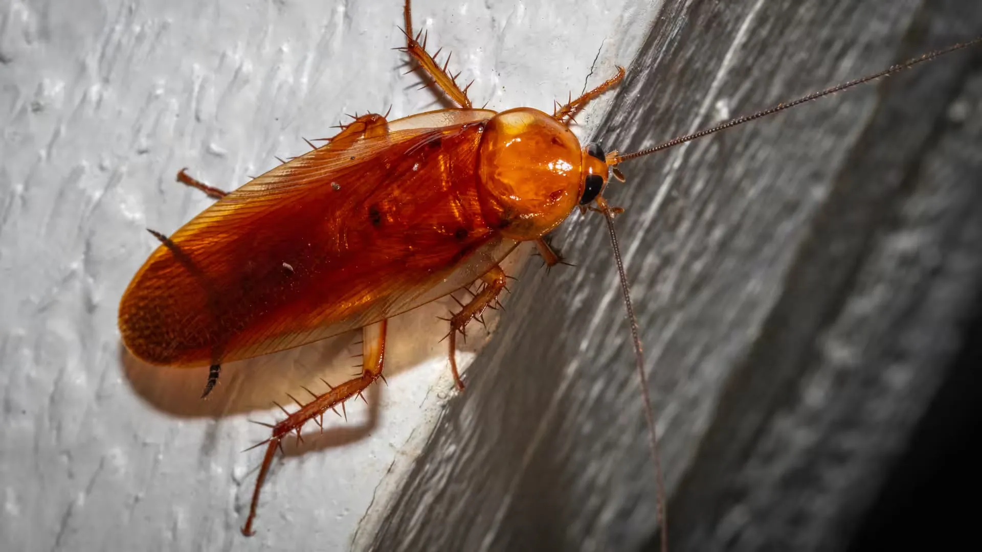 American cockroach in Oregon