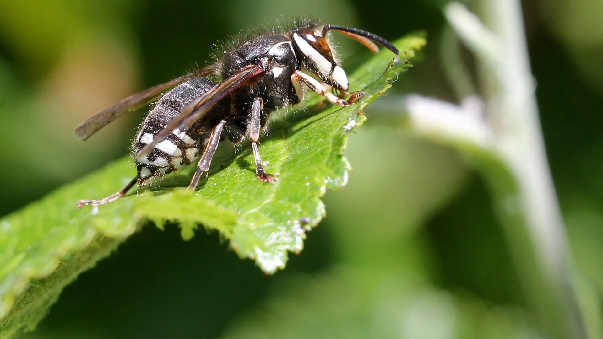 Bald faced hornet