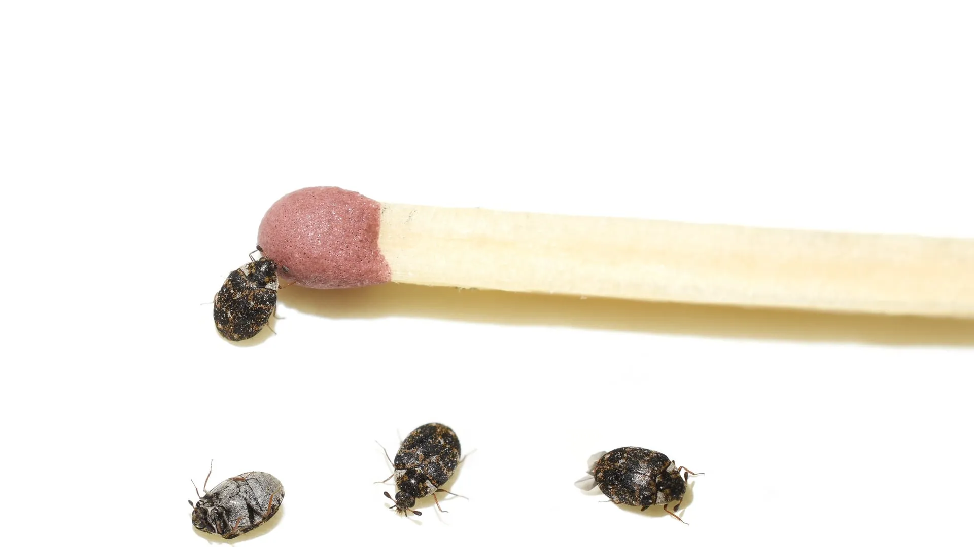 Black carpet beetles