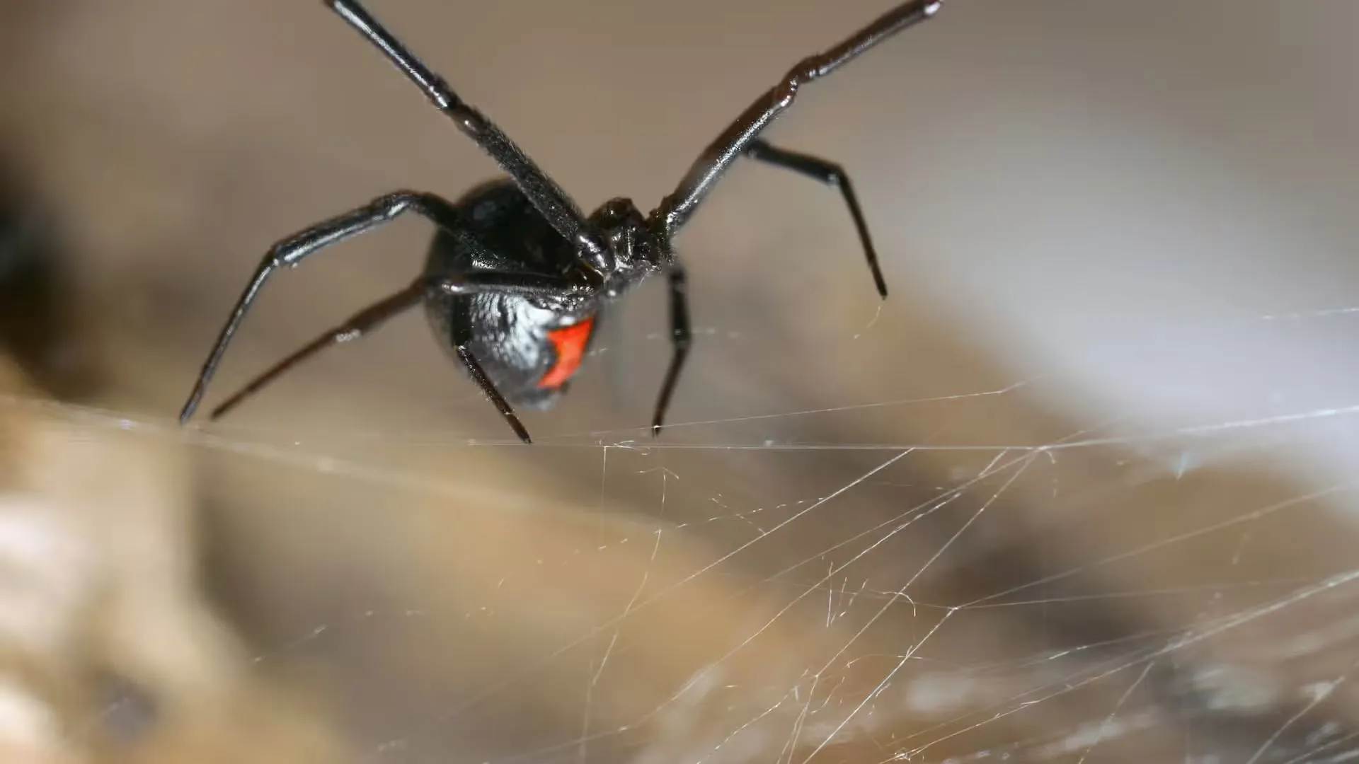 A black widow spider in its web