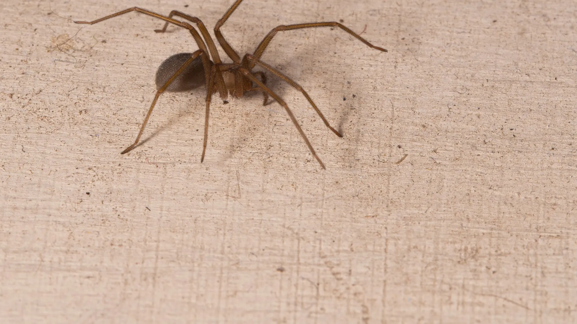 Brown recluse