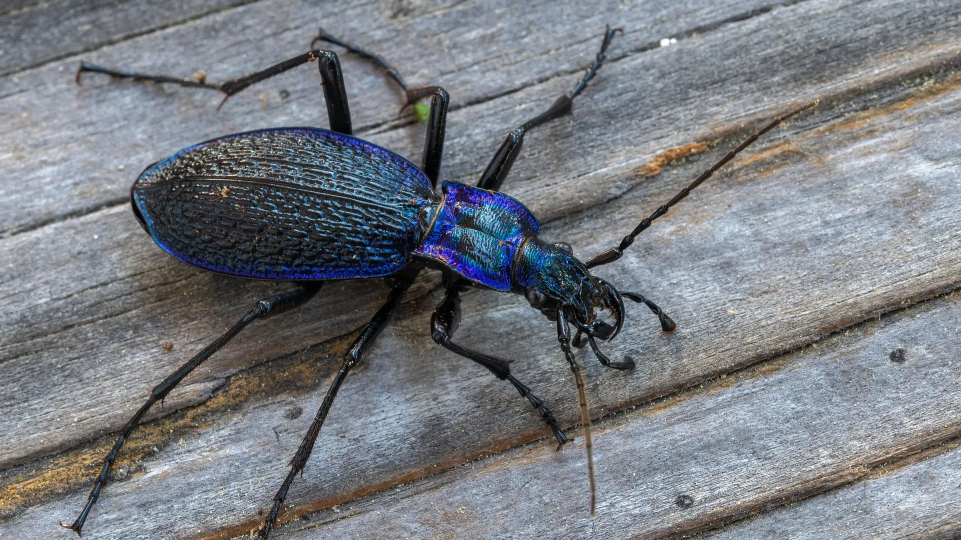 Carabid beetle (ground beetle)