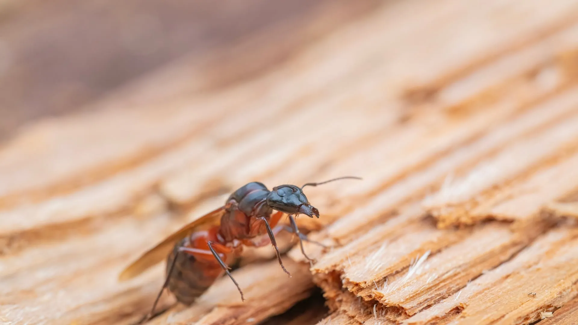 Carpenter ant swarmer