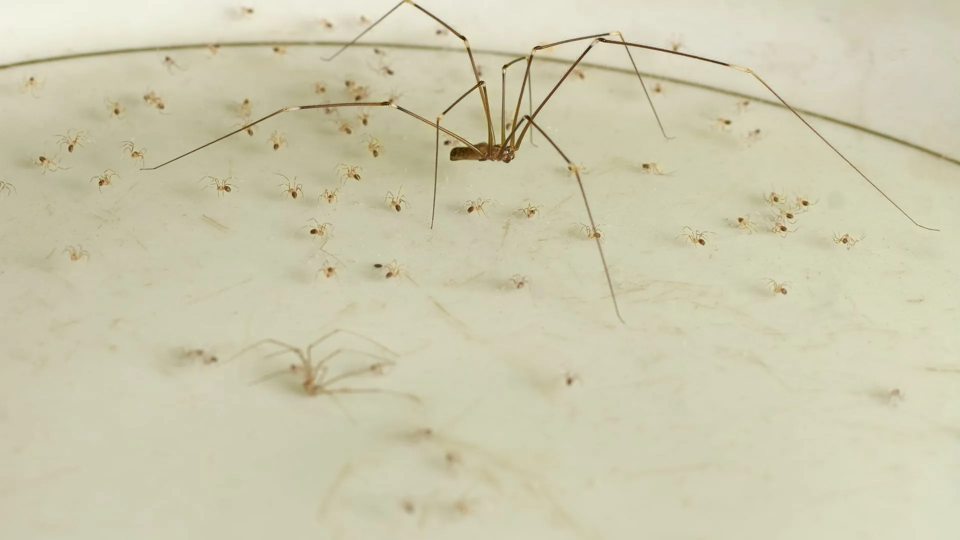 Cellar spider