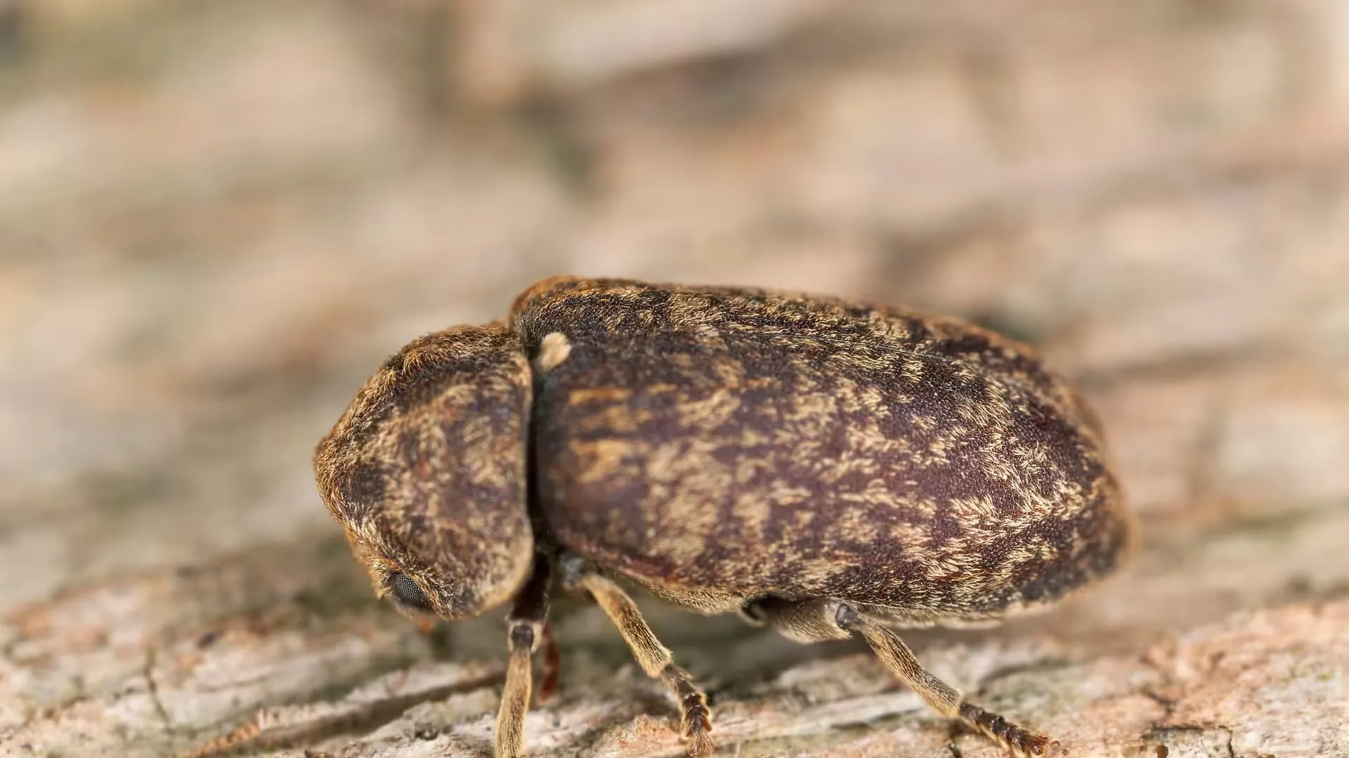 Powder post beetle (death watch beetle)