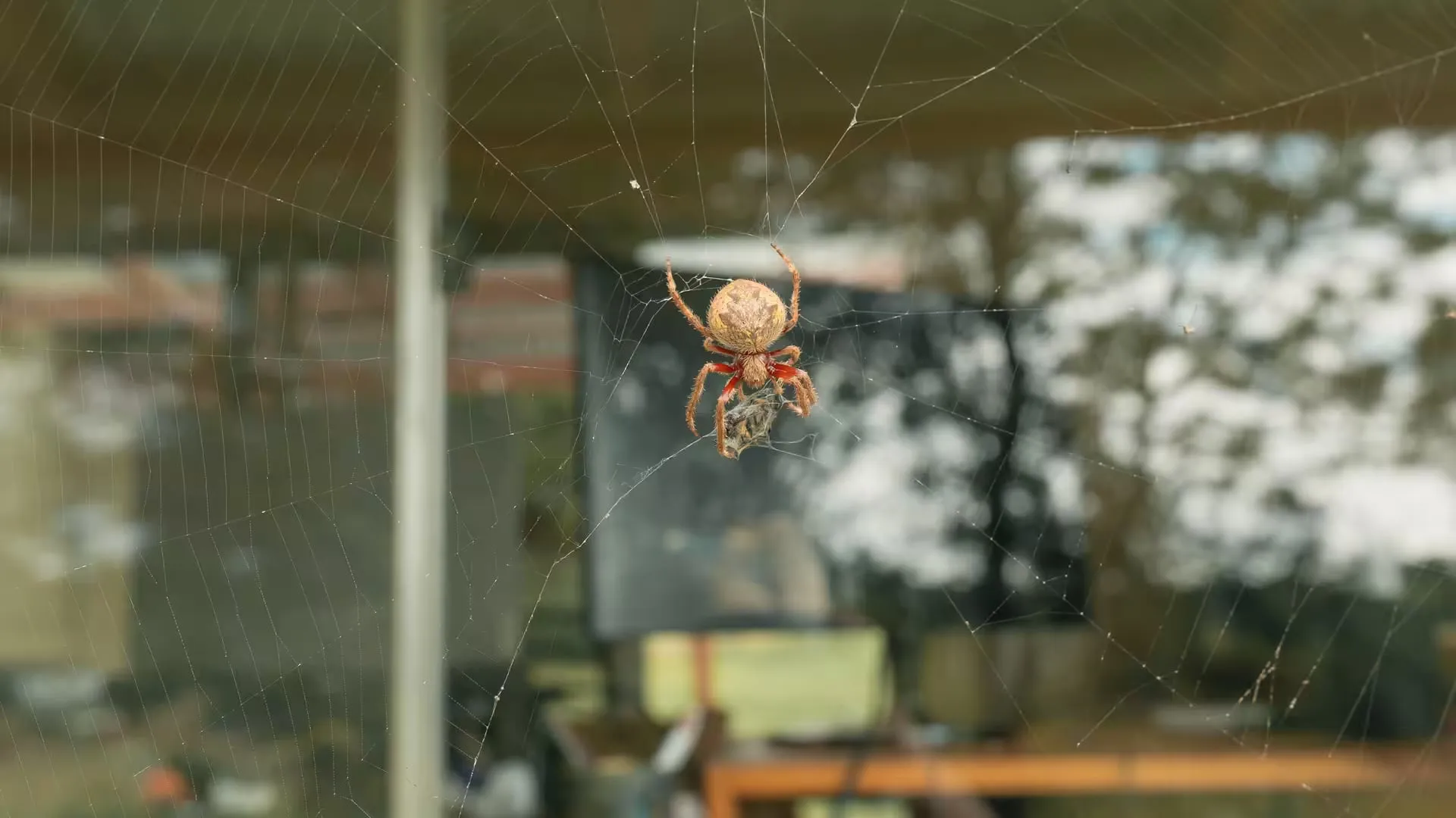 Garden orb weaver