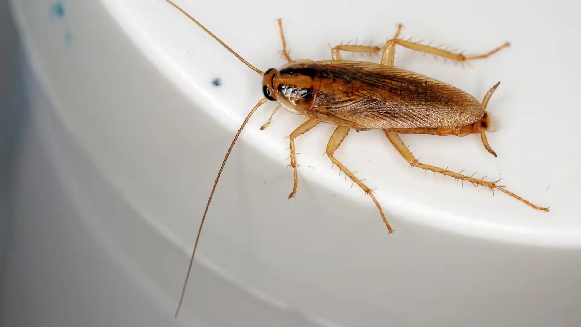 German roach in Oregon