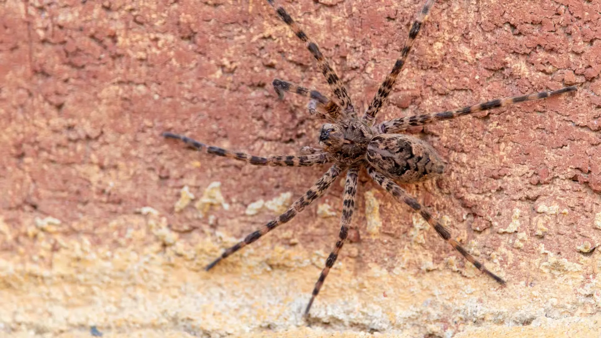 Hobo spider