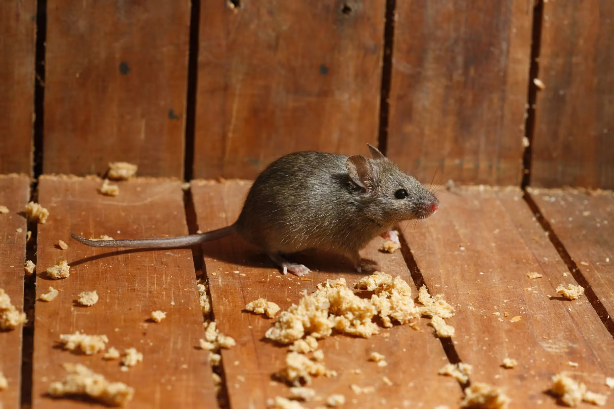 A house mouse on wooden floorboards beside scattered crumbs