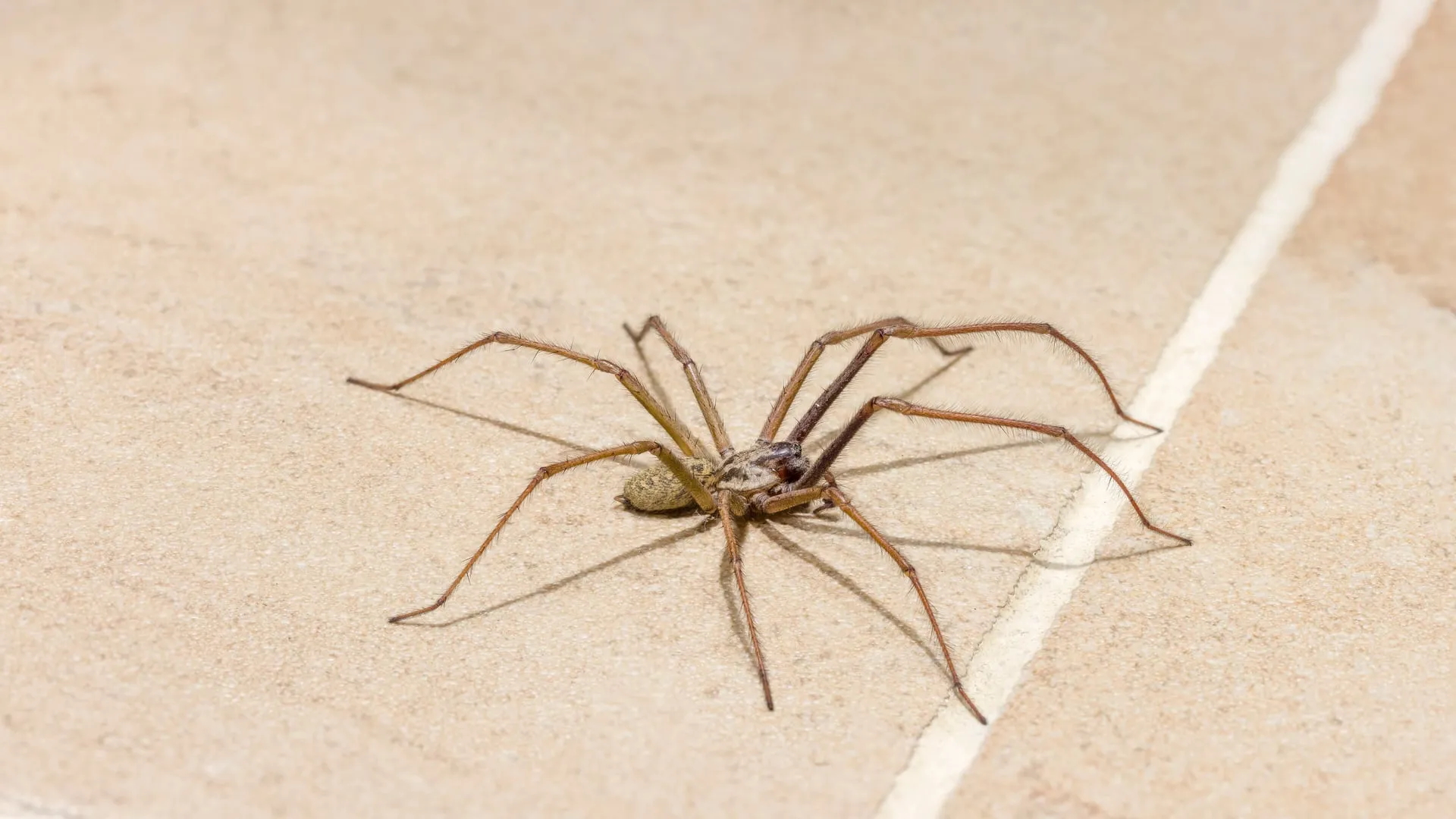 A giant house spider on a tile floor