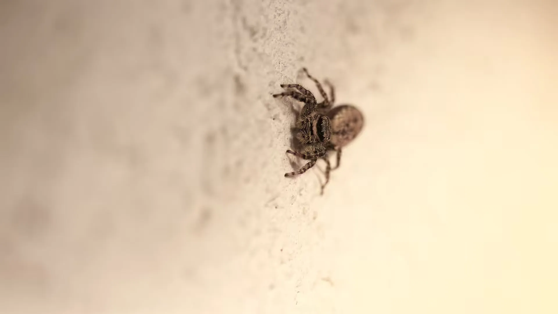 Jumping spider