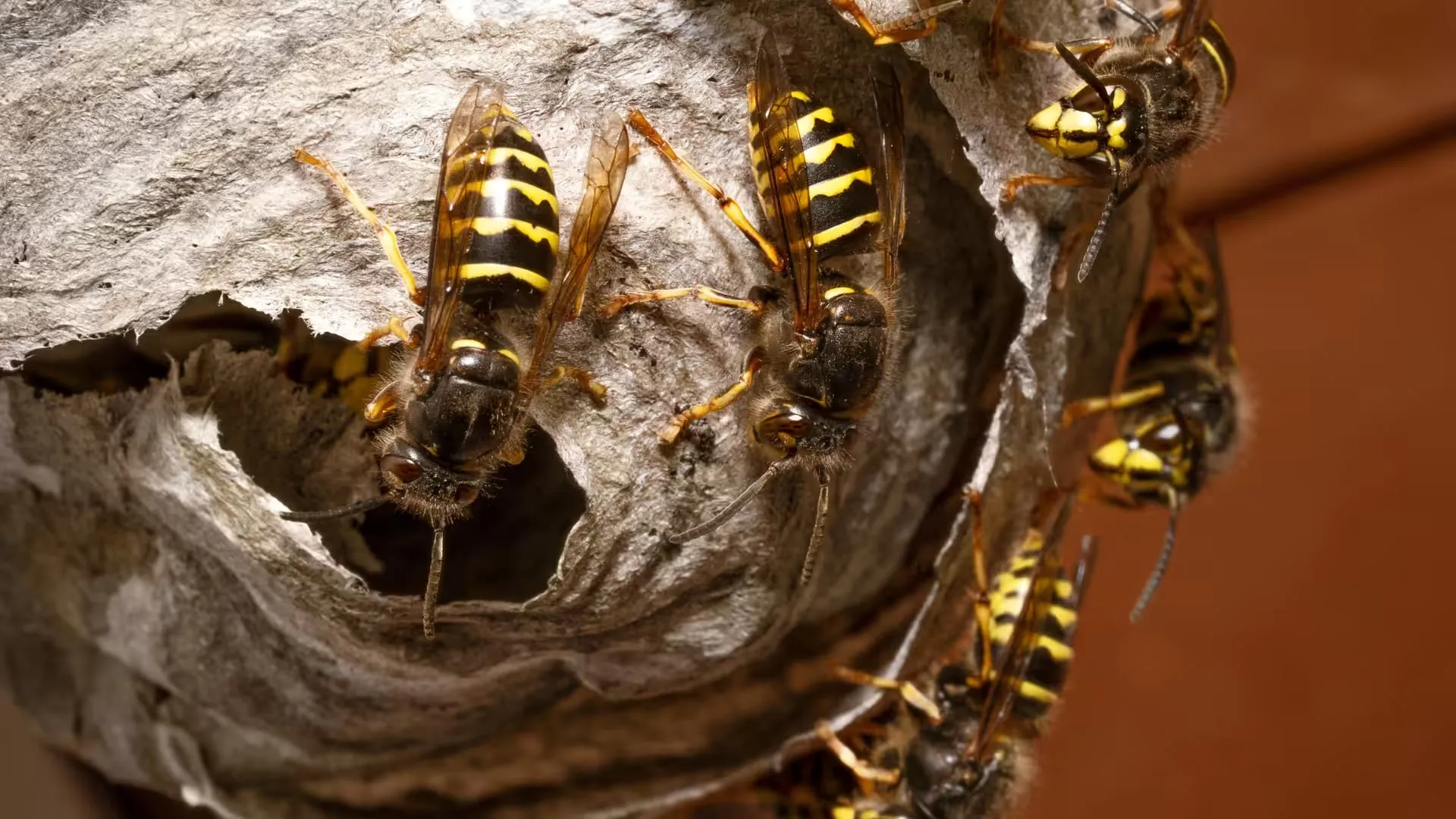 Yellowjackets at the entrance of their paper nest