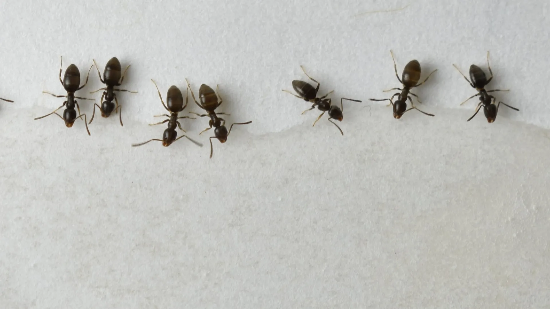 A trail of odorous house ants on a white surface