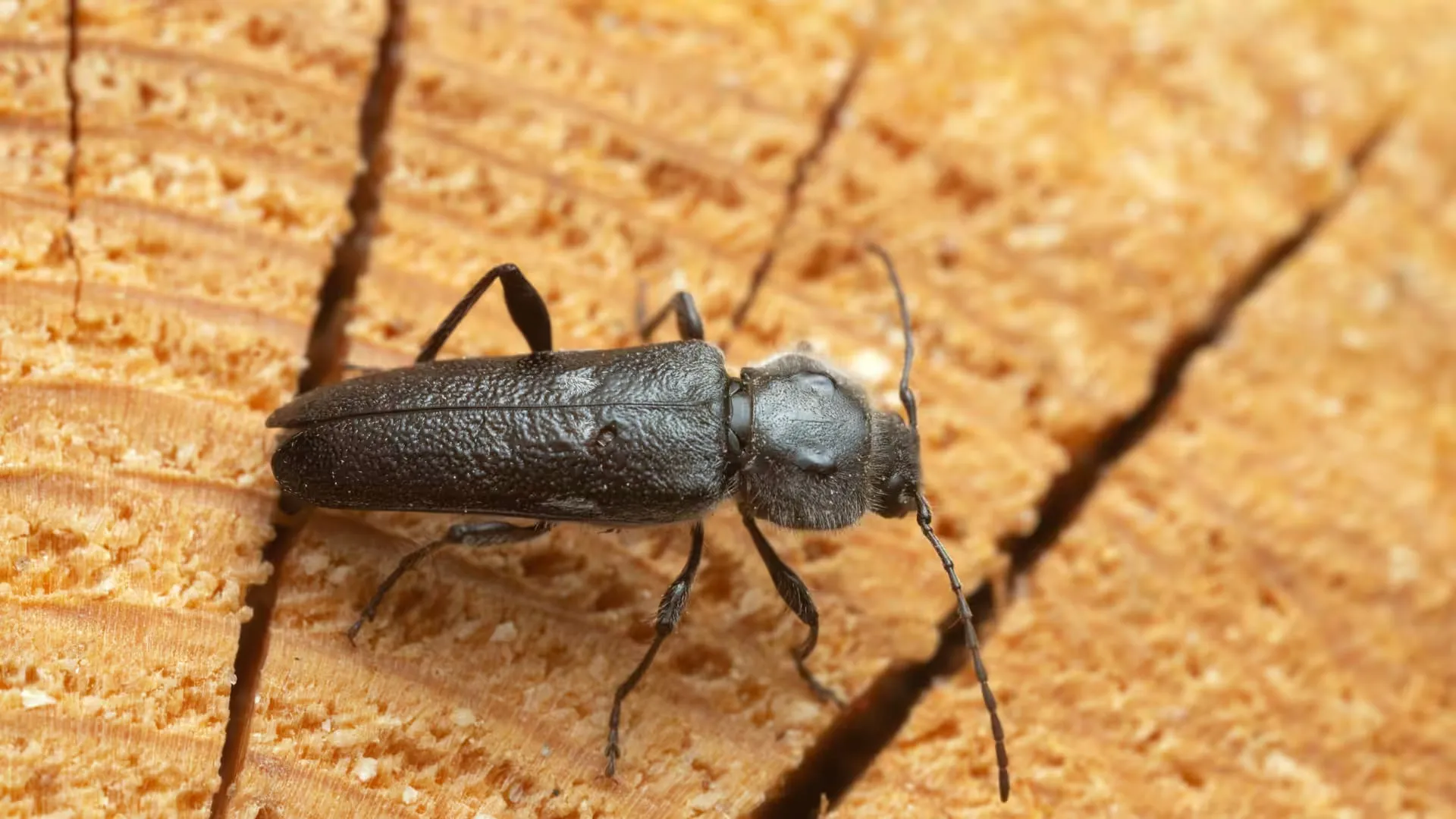 Old house borer beetle