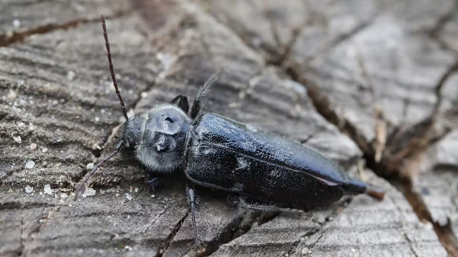 An old house borer beetle on weathered wood