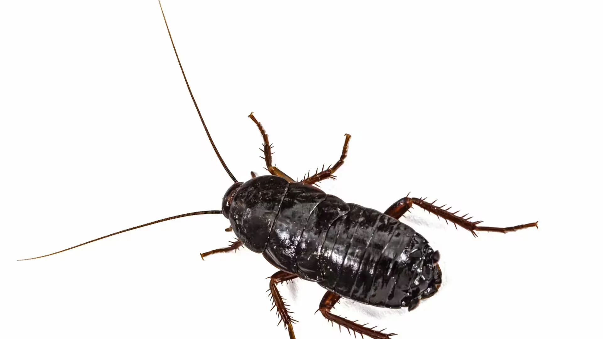Oriental cockroach in Oregon