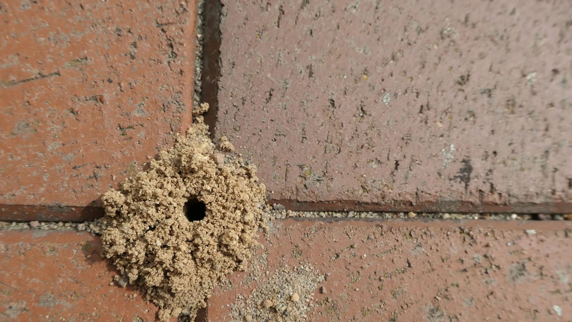 Pavement ant mound