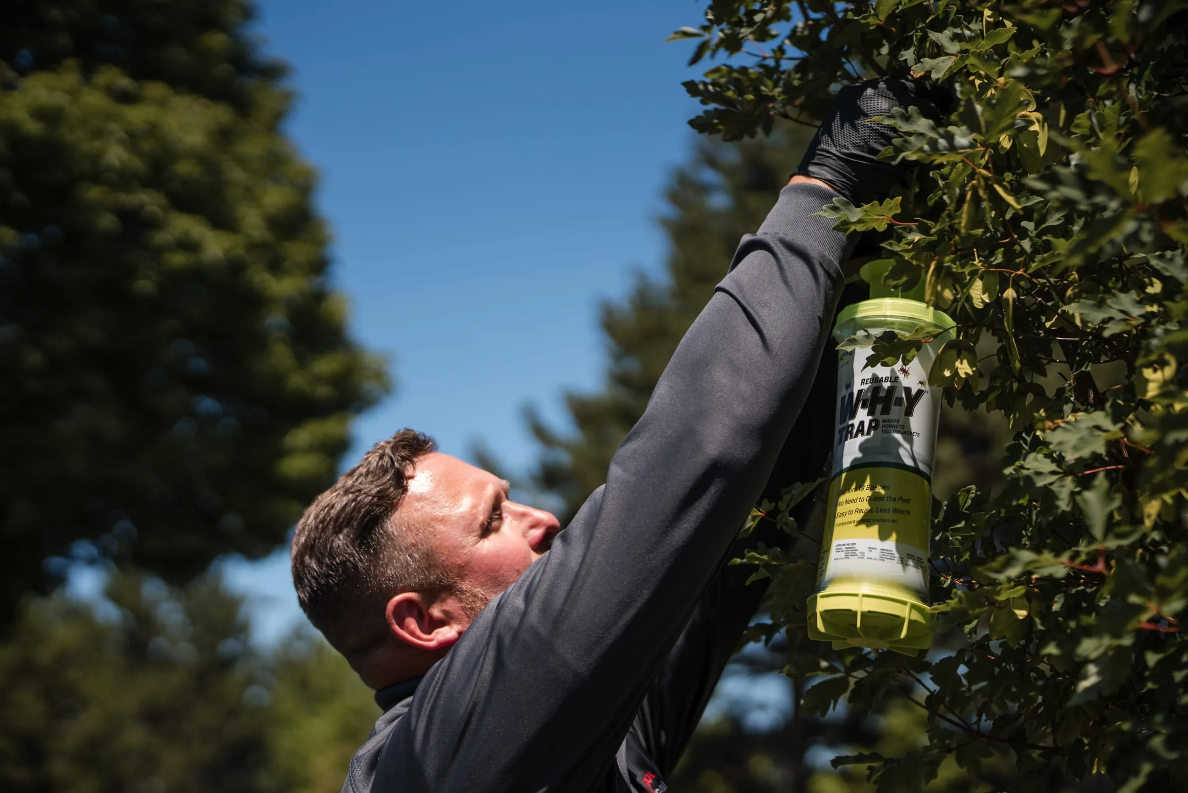 An A&A technician hanging a wasp and yellowjacket trap in a tree