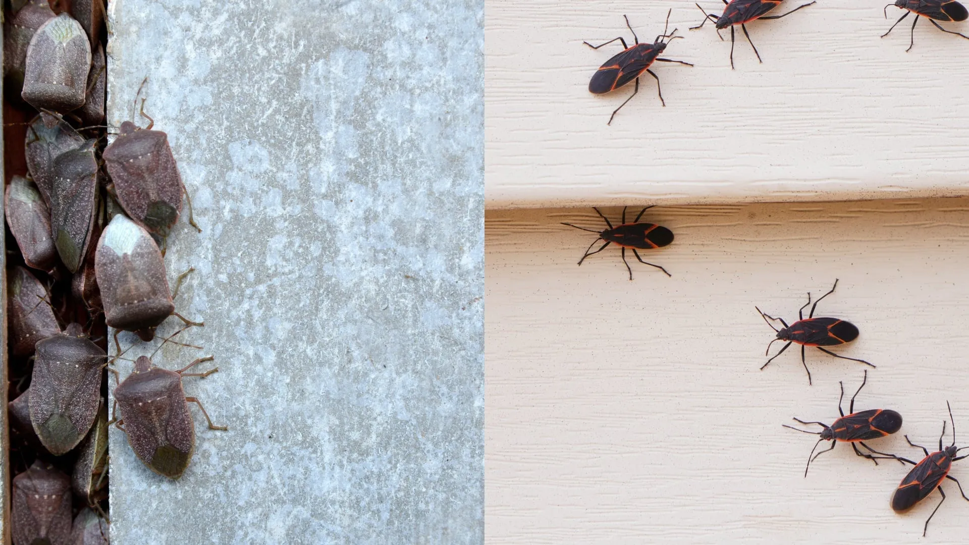 Stink bugs and boxelder bugs gathered on a home's exterior siding