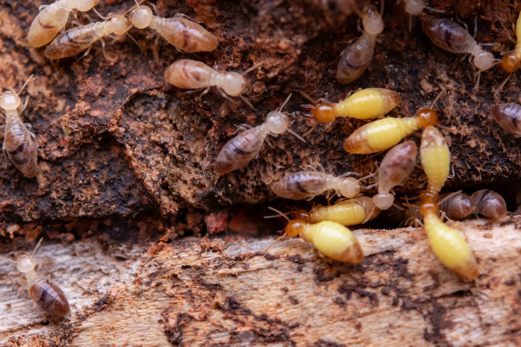 A cluster of termites crawling over damaged, decaying wood