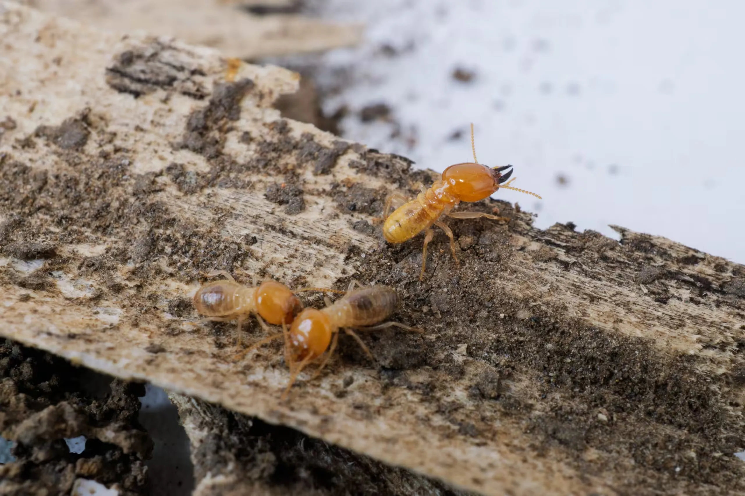 Pale orange termites crawling over damp, decaying wood