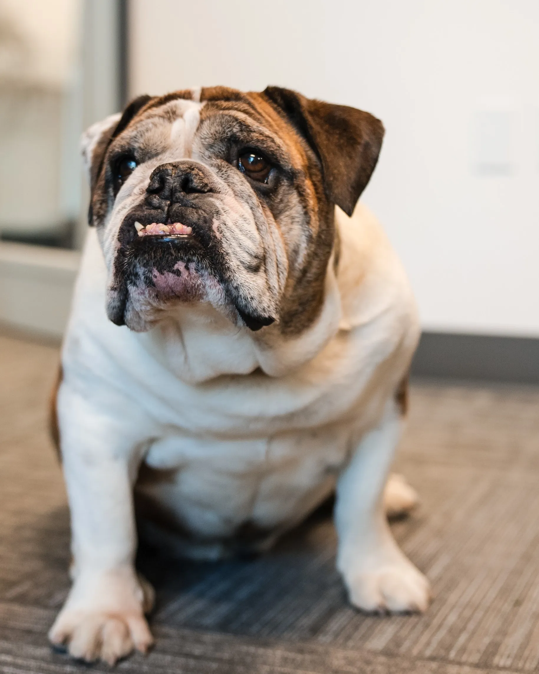 Tugboat, an English bulldog, sitting on an office carpet