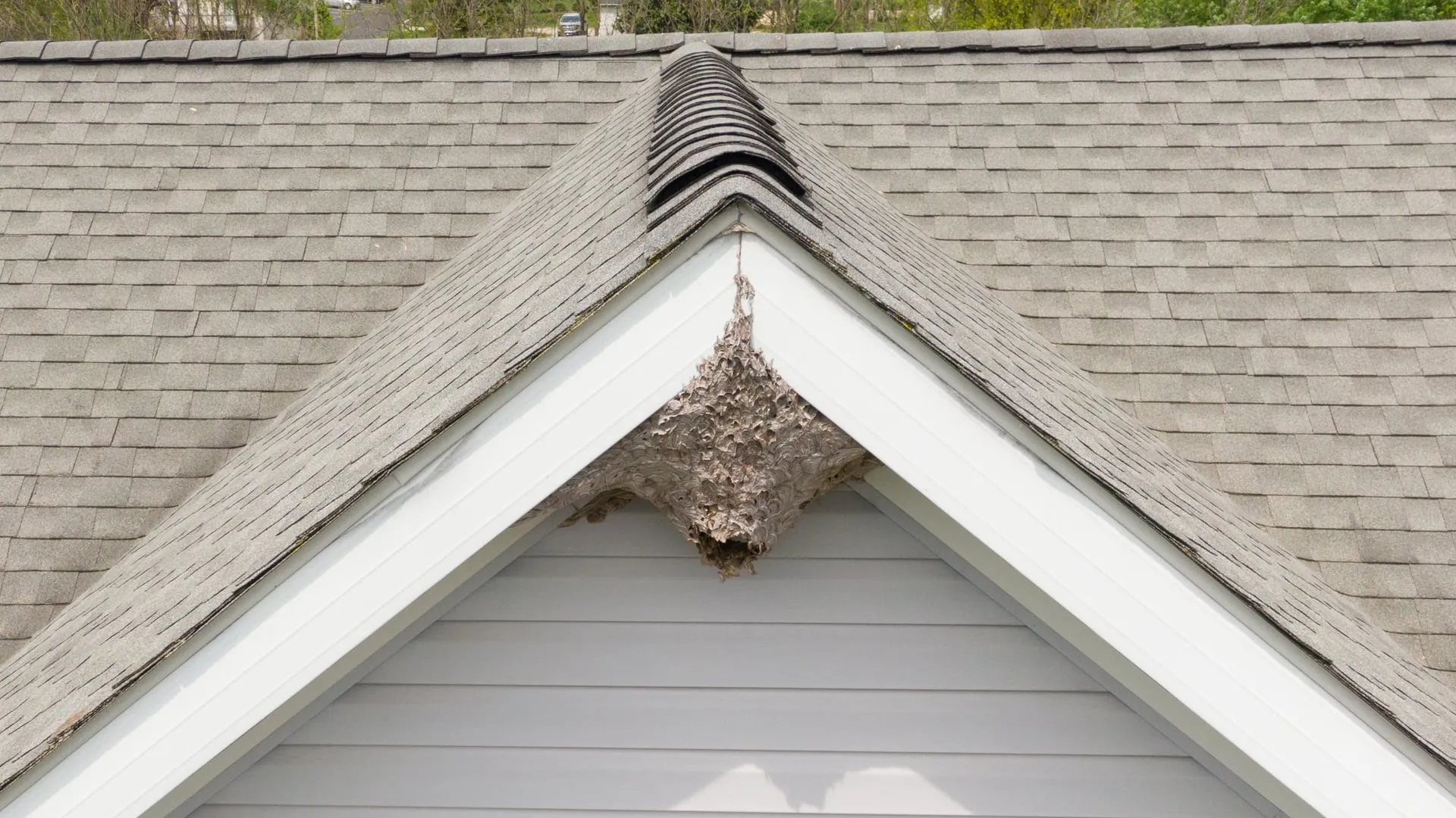 Paper wasp nest