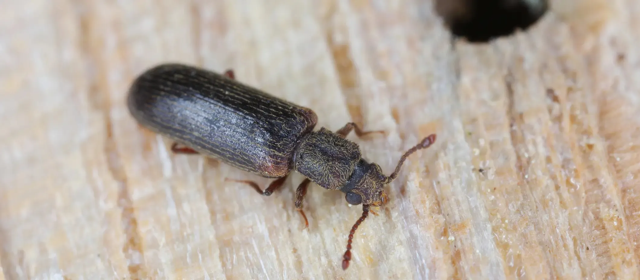 A close-up of a dark, ridged wood-boring beetle on bare wood