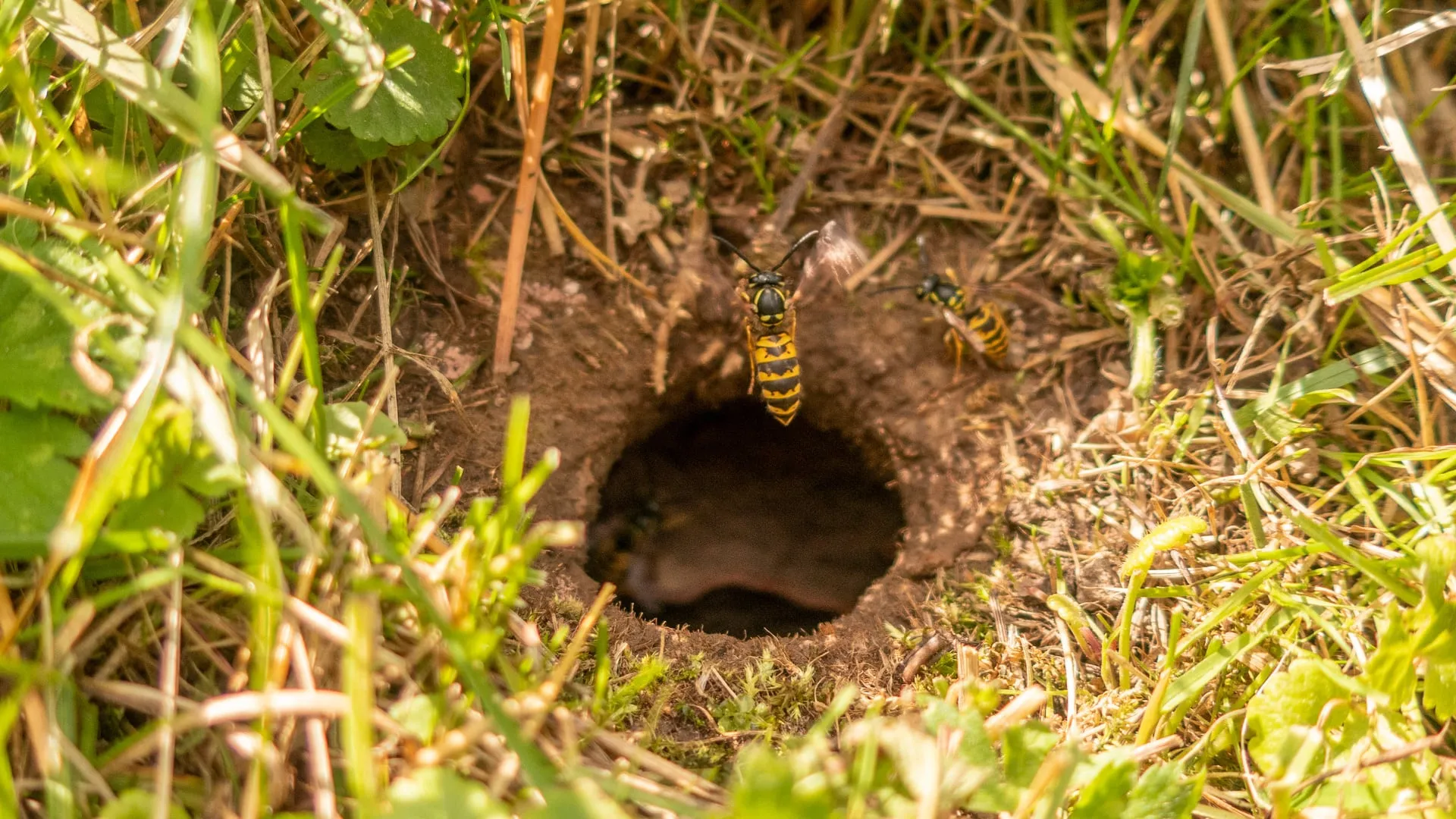 Yellow jacket ground nest
