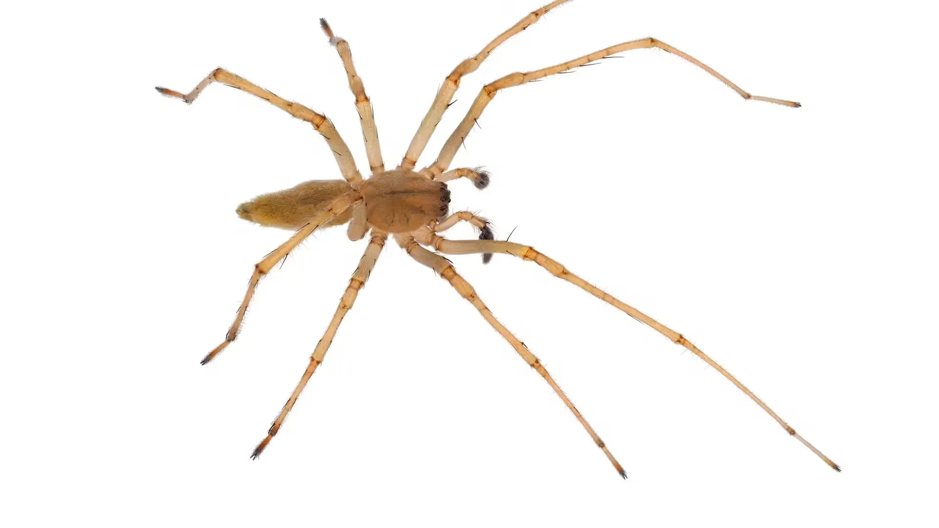 Yellow sac spider